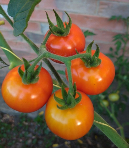 Imagen 2 de 5 de Asesorías Siembra Semillas Tomate Cherry