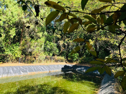 Terreno Venta Cocuatla Tepoztlan San Juan Tlacotenco Ocotes Tepoztlan Morelos