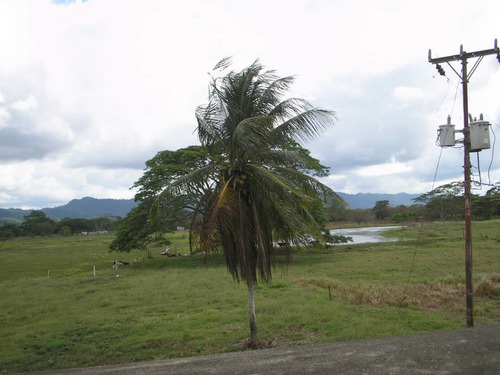 Imagen 2 de 15 de Finca En La Alegría En Yaracal Cerca De Tucacas