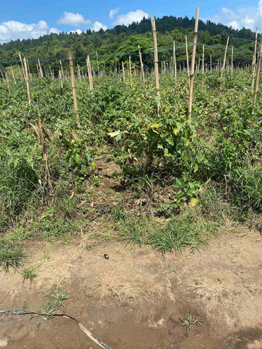 Finca En Bonao Cerca De Río Yuboa