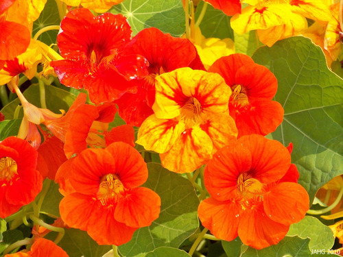 Tropaeolum Majus - Semillas