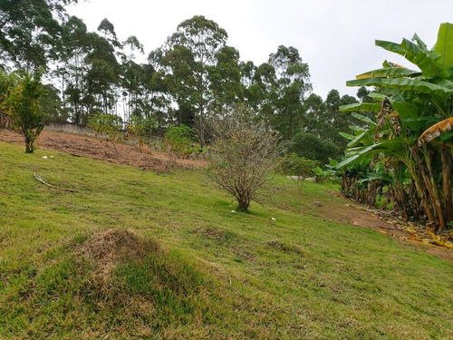 Imagem 14 de 29 de Oportunidade Chacara Biuna 2.000 M Casa,pomar,horta E Murada