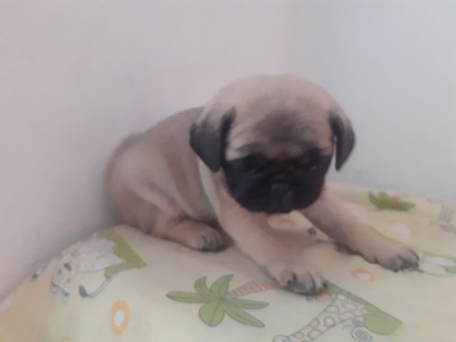 Imagem 4 de 5 de Pug