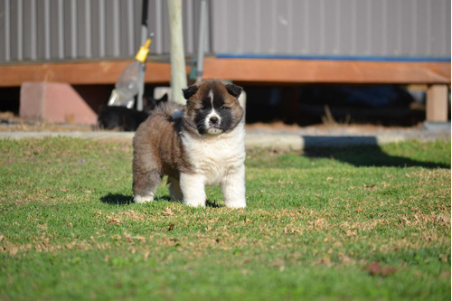 Cachorra Akita Americano Inscrita