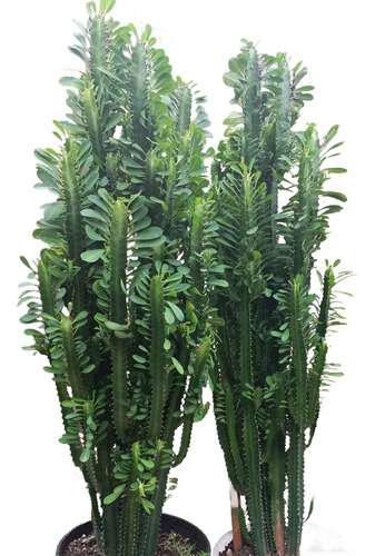 Euphorbia Verde Maceta Nro.30