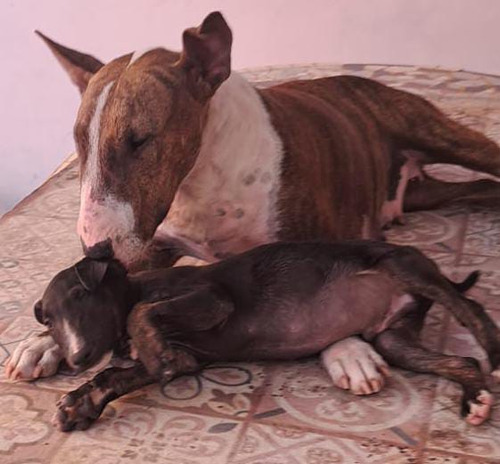 Bull Terrier , Padres A La Vista , 3 Meses , Se Entrega Desp