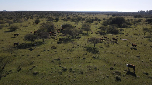 Imagen 8 de 10 de Venta Campo Ganadero 468 Has Norte De Entre Ríos