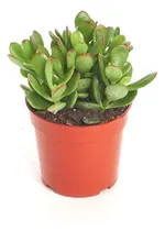 Comprar Planta Suculenta De Jade Crassula Ovata Planta Suculenta Viv