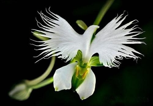 10 Sementes De Orquídea Garça Branca - Oportunidade Promoção