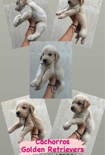 Cachorros Golden Retrievers