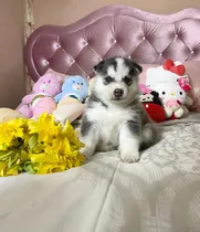 Comprar Cachorros De Raza Grande Siberiano Huksy Ojos Azules Hermoso