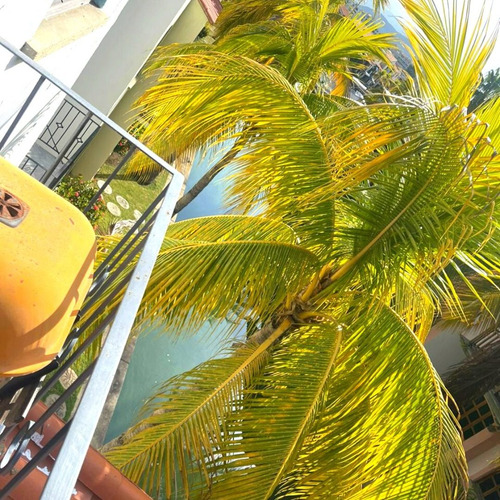 Imagen 19 de 20 de Pueblo Viejo, Complejo Turistico El Morro, Lecheria | Alquiler Apto | 58 Mts2 | 1h | 1.5b | 1pe | 120$ Por Dia