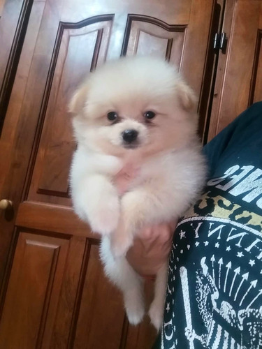 Pomerania Crema Pomposo Crema
