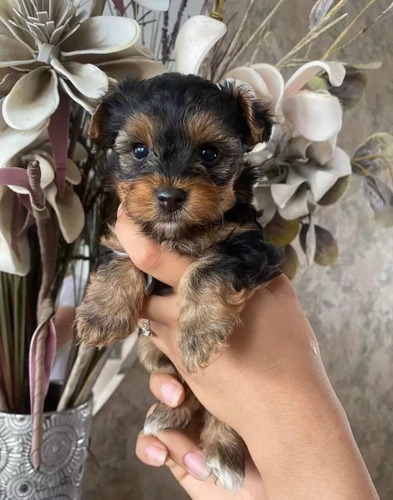 Cachorritos Yorkshire Micro Toy