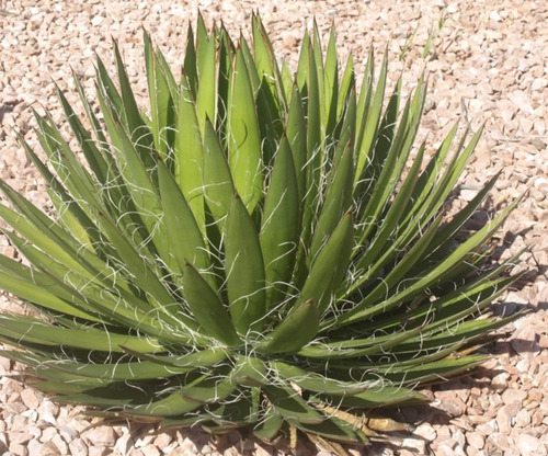 Agave Filifera, Mp