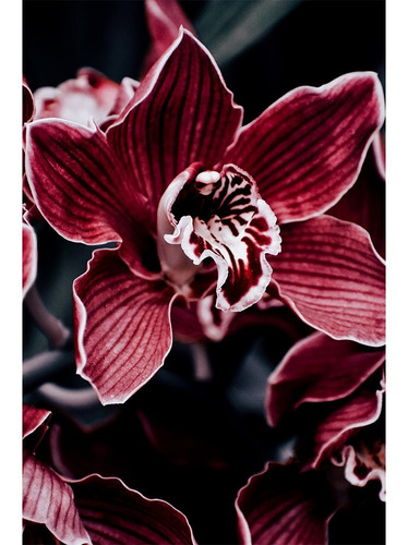 Quadro Para Escritório Decorativo Orquídea Roxa E Branca | Parcelamento sem  juros