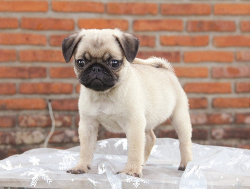 Pug Machos