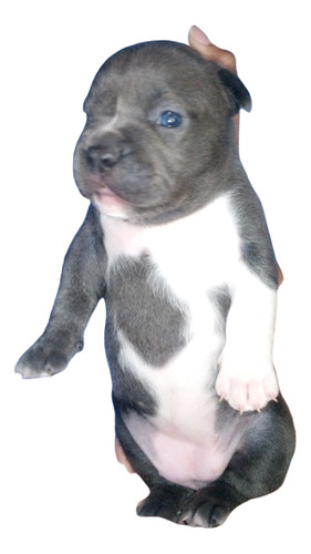 American Bully Pocket Macho 