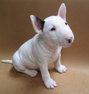 Bull Terrier Mercadolibre Bull Terrier Mercadolibre