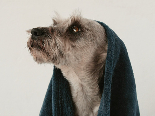 Imagen 3 de 3 de Shampoo De Avena Y Miel Para Perros O Gatos 500 Ml Baño