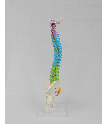Columna Vertebral De Color Medio Con Huesos De La Pierna Pél