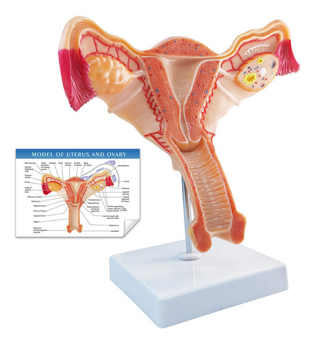 Modelo Anatomico De Utero Y Ovario Humano Para Educacion