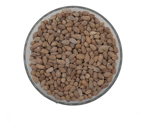 500 Sementes Grama Amendoim Forrageiro (arachis Pintoi)