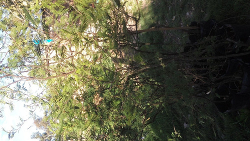 Acacia Aroma - Tusca - Arbol Nativo