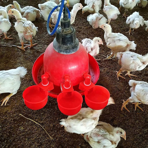 1 20x Bebedero Limpio Gallinero Cría Aves De Corral