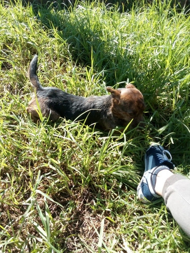 Imagen 3 de 4 de Perrita En Adopción Responsable