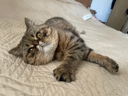 Gato Persa Exótico Para Monta