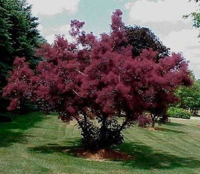 Imagen 2 de 4 de Arbol Cotinus Coggygri (árbol De Las Pelucas) 40lts
