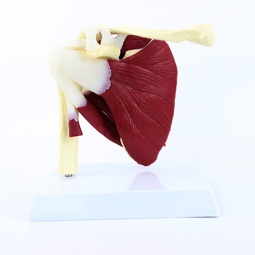 Articulación Del Hombro Humano Con Modelo Muscular