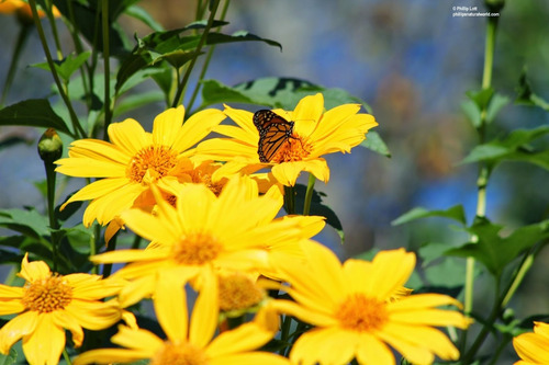Imagem 5 de 8 de Girassol De Árvore - Mãos De Deus - Tithonia Flor Sementes