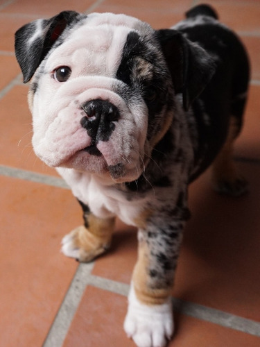 Cachorro Bulldog Ingles Exotico