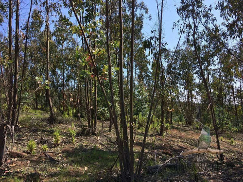 F-190 Valle Alegre, Quintero, 20.000m2