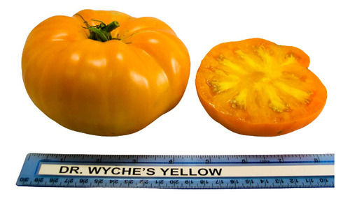 15 Sementes Tomate Amarelo Gigante Dr Wyches Variedade Usa