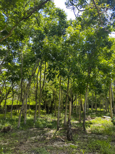 Venta De Rancho En Zona Ganadera De Yucatán, Con Cenotes, 453 Has