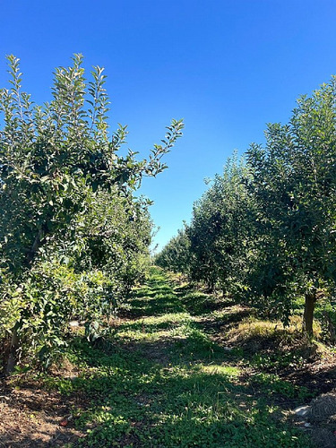 Predio De 30 Ha, Producción Kiwis