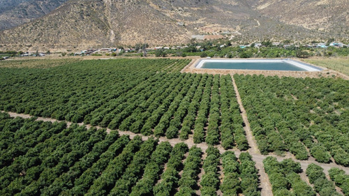 Campo De Paltos En Producción. Riego Y Tranque