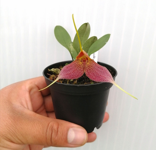 Orquídea Masdevallia Decumana