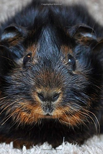 What A Face! Adorable Black And Tan Guinea Pig Up Close Jour