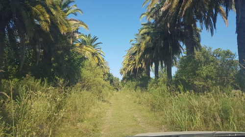 Imagen 3 de 13 de Venta 8,5 Has - San Jose - E.r.