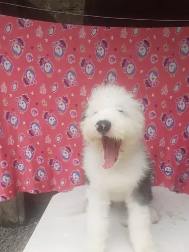 Cachorros Antiguo Pastor Ingles  Old english sheepdog, Animals, Old english