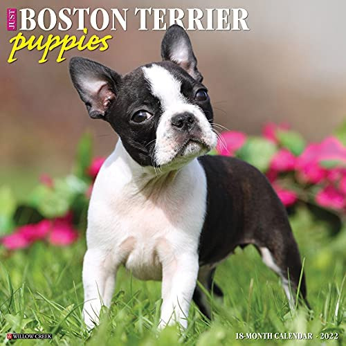 Libro: Just Boston Terrier Puppies 2022 Wall Calendar (dog