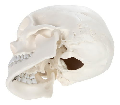 Yi Modelo De Calavera 1:1 Cabeza Cráneo Humano Anatomía
