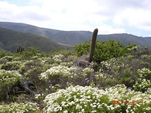 Parcela En Venta En Ovalle, Mirador De Talinay I