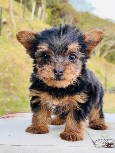 Cachorros Yorkshire Mini 