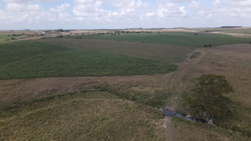 Campo En Venta De 150 Ha Agrícola Ganadero En Florida (ref: Atm-7901)