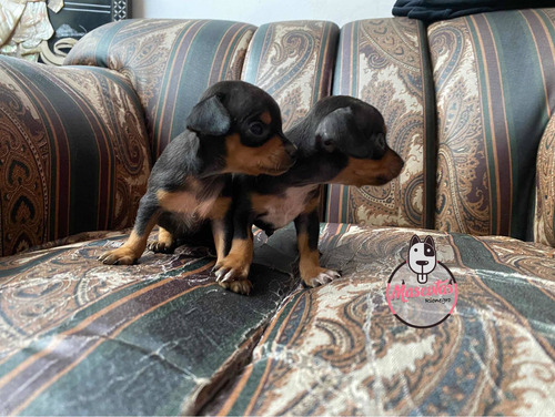 Imagen 3 de 5 de Espectaculares Pincher Bolsillero Mascotas Rionegro